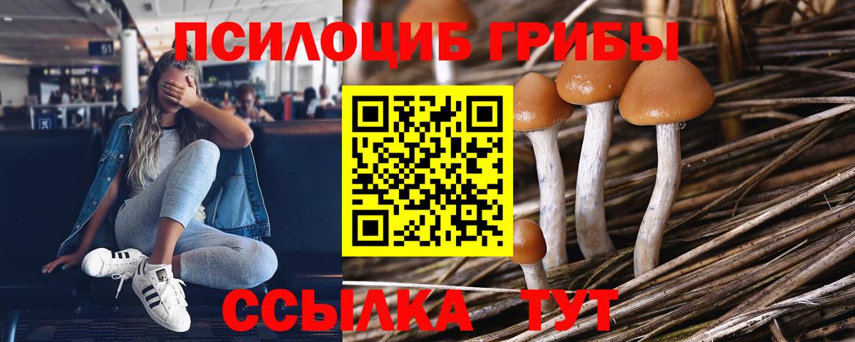 Псилоцибиновые грибы Psilocybe  Вход с VPN  Янаул 